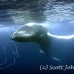 whale_humpback_h_00205_dom3604.jpg